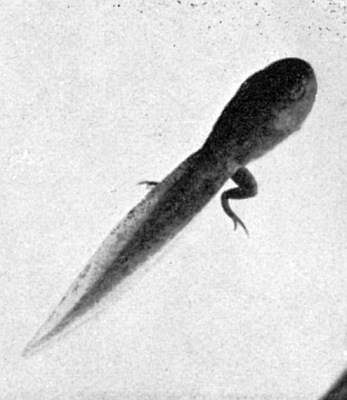 Tadpole, tail, and rear legs.