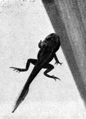 Very young frog; front and rear legs; longer tail.