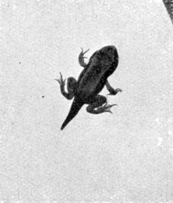 Young frog; front and rear legs; shorter tail.