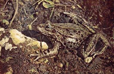 Olive-brown frog; brown ear-drum behind eye; dark spots on body; dark marbling of hind legs.