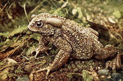 Brown toad covered with pimply glands of various sizes; elongated gland behind eye.