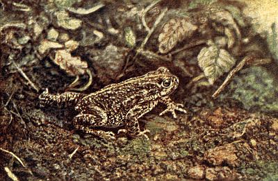 Brown toad covered with warty skin; narrow yellow line down middle of head and back.