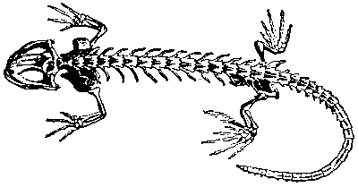 Broad head, short limbs, long body and tail.