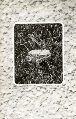 Common Toad covered with warty glands, sitting in short grasses.