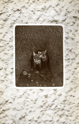 Two fox kits in burrow at base of tree.