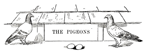 The Pigeons