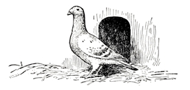 This is the pigeon with soft gray breast