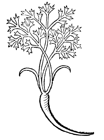 Text-fig. 9. “Daucus”=Carrot [Ortus Sanitatis,
Mainz, 1491].