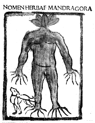 Female mandrake, 1491 free public domain image