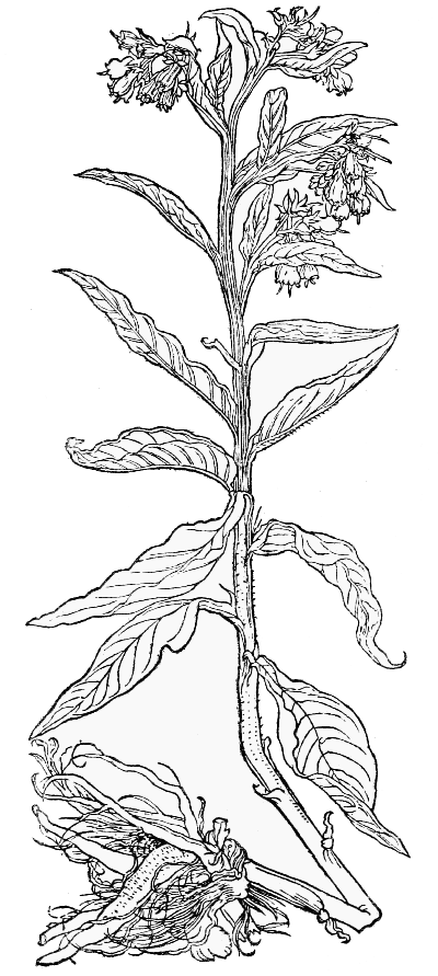 Text-fig. 22. “Walwurtz männlin” = Symphytum,
Comfrey [Brunfels, Herbarum vivæ eicones,
Vol. I. 1530]. Reduced.