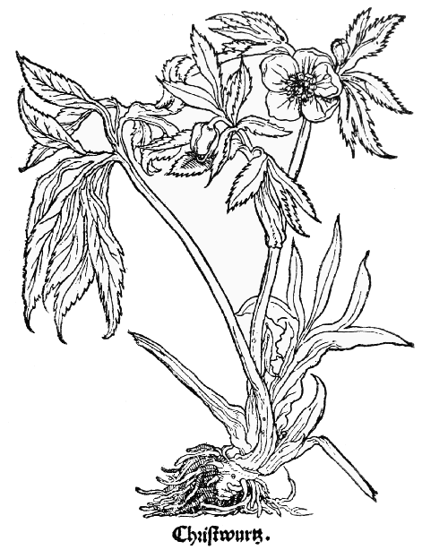 Text-fig. 23. “Helleborus Niger” = Helleborus viridis L., Green Hellebore
[Brunfels, Herbarum vivæ eicones, Vol. I. 1530]. Reduced.