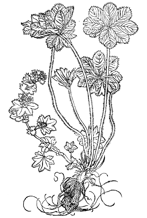 Text-fig. 24. “Synnaw” = Alchemilla, Ladies’ Mantle [Brunfels, Herbarum
vivæ eicones, Vol. II. 1531]. Reduced.
