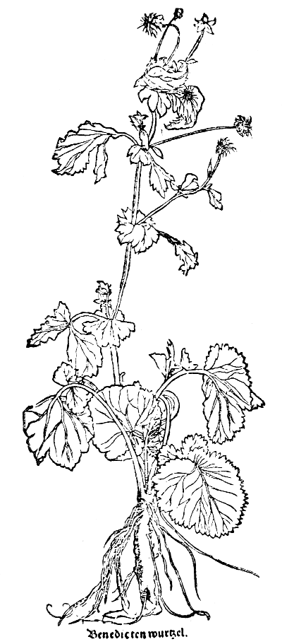 Text-fig. 25. “Caryophyllata” = Geum, Avens [Brunfels,
Herbarum vivæ eicones, Vol. III. 1540]. Reduced.