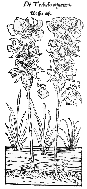Text-fig. 29. “Tribulus aquaticus” = Trapa natans L.,
Bull-nut [Bock, De stirpium, 1552].