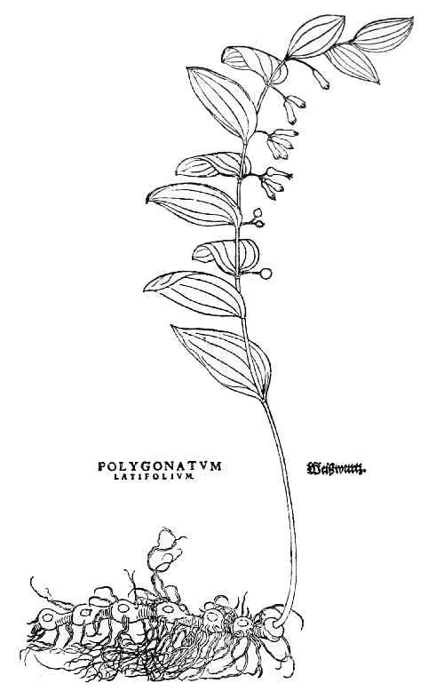 Text-fig. 31. “Polygonatum latifolium” = Solomon’s Seal [Fuchs, De
historia stirpium, 1542]. Reduced.