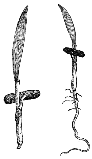 Text-fig. 35. “Palma” = Seedlings of Phœnix dactylifera L.,
Date Palm [Camerarius, Hortus medicus, 1588].