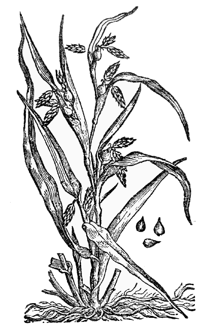 Text-fig. 39. “Lacryma Iob” = Coix lachryma-Jobi L., Job’s Tears
[de l’Écluse, Rariorum ... per Hispanias, 1576].