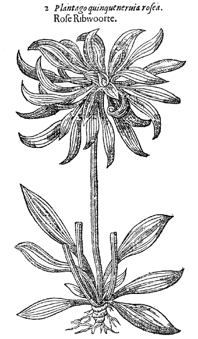 Text-fig. 61. “Rose Ribwoorte” = an abnormal
Plantain [Gerard, The Herball, 1597].