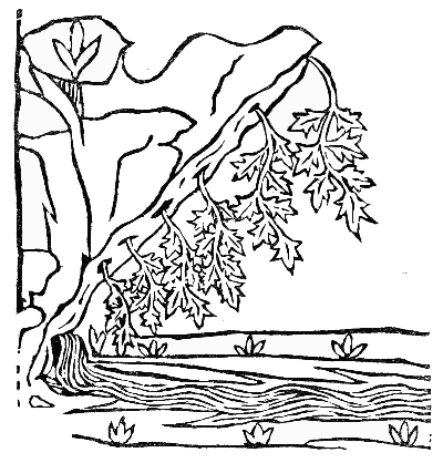 Text-fig. 75. “Capillus Veneris” = Maidenhair Fern [Arnaldus de Villa
Nova, Tractatus de virtutibus herbarum, 1499].