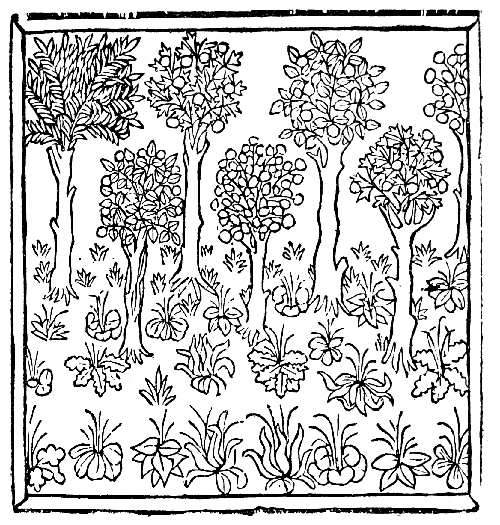 Text-fig. 19. Wood-cut of Plants [Bartholomæus Anglicus, Liber de
proprietatibus rerum, Wynkyn de Worde, ? 1495]. Reduced.
