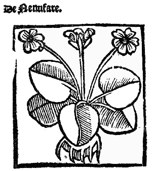 Text-fig. 21. “Nenufar” = Waterlily [The Grete Herball,
1529].
