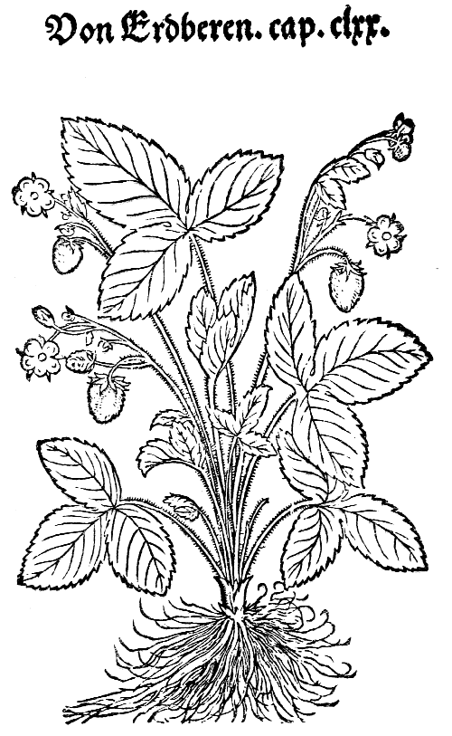 Text-fig. 27. “Erdberen” = Fragaria, Strawberry [Bock, Kreuter
Bůch, 1546].