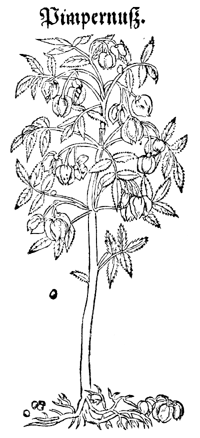 Text-fig. 28. “Pimpernuss” = Pistacia, Pistachio-nut
[Bock, Kreuter Bůch, 1546].