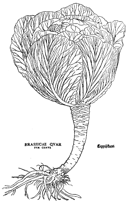 Text-fig. 30. “Brassicæ quartum genus” = Cabbage [Fuchs, De historia
stirpium, 1542]. Reduced.