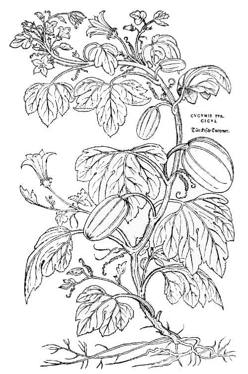 Text-fig. 32. “Cucumis turcicus” = Cucurbita maxima Duch., Giant
Pumpkin [Fuchs, De historia stirpium, 1542]. Reduced.