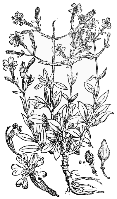 Text-fig. 34. “Ocimoides fruticosum” = Silene fruticosa L.
[Camerarius, Hortus medicus, 1588].