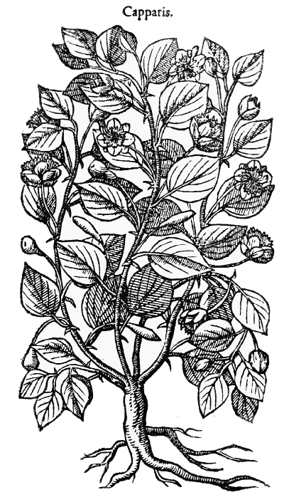 Text-fig. 37. “Capparis” = Capparis ovata L. [Dodoens,
Pemptades, 1583].