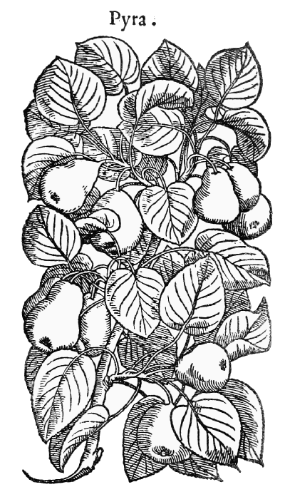 Text-fig. 41. “Pyra” = Pyrus communis L., Pear
[Mattioli, Commentarii, 1560].
