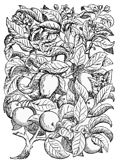 Text-fig. 44. “Malus” = Pyrus malus L., Apple [Mattioli, Commentarii,
1565]. Reduced.
