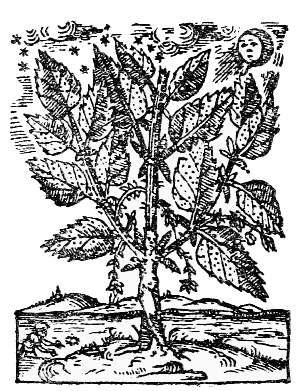 Text-fig. 45. “Arbor Malenconico” or “Arbor tristis”
= Tree of Sorrow [Durante, Herbario Nuovo, 1585].