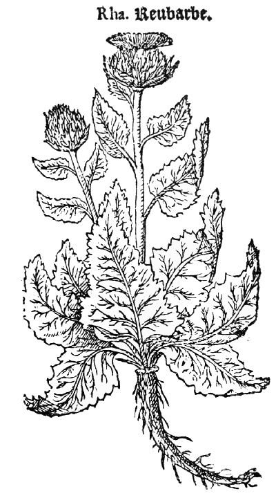 Text-fig. 53. “Reubarbe” = Centaurea rhaponticum L.
[Lyte, A Niewe Herball, 1578].