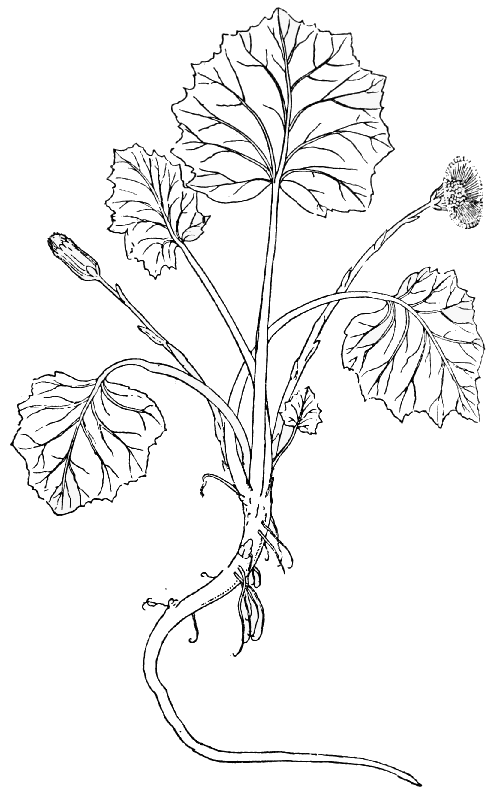 Text-fig. 69. “Tussilago” = Tussilago farfara L., Coltsfoot [Fuchs,
De historia stirpium, 1542]. Reduced.