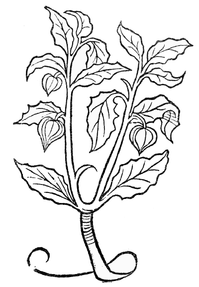 Text-fig. 79. “Alkekengi” = Physalis, Winter Cherry
[Ortus Sanitatis, Mainz, 1491].