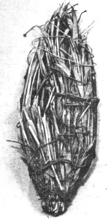 Probable snowshoe made of willow, reeds, and yucca fibers. Length 20″.