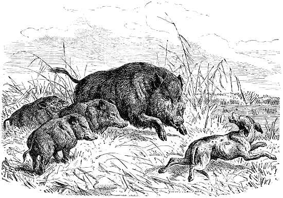 Hunting the Boar