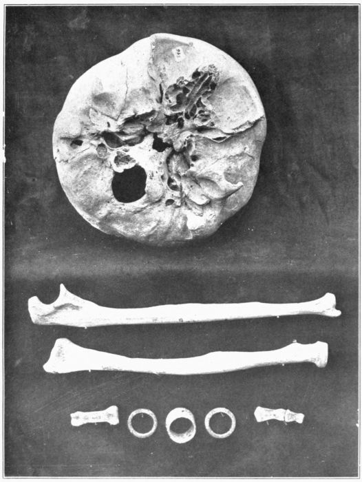 Plate 14. SKULL AND BONES FROM MOUND NO. 8.
