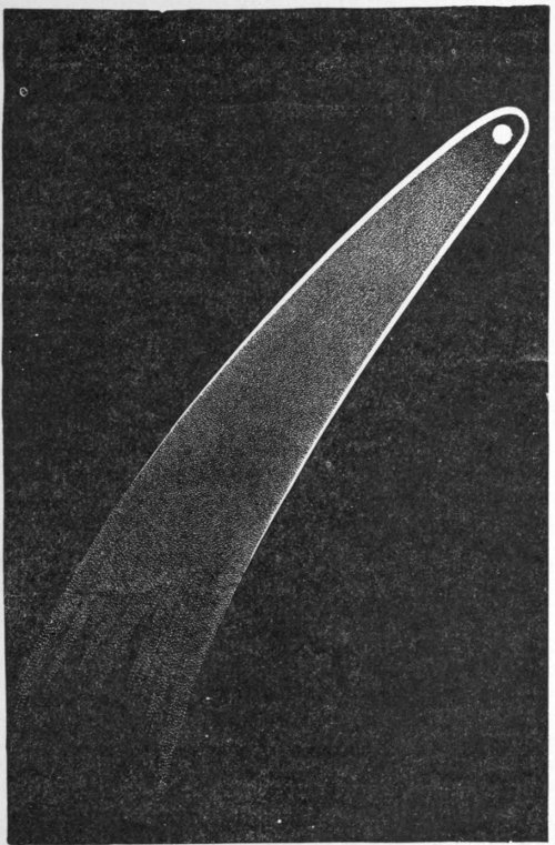 Fig. 27.—The Great Comet of 1811.