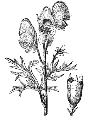 Fig. 8.—Flower and seed-vessels of the Monkshood.