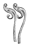 Fig. 9.—Petals of
the Monkshood.