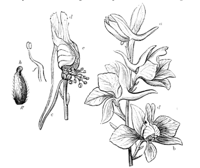 Fig. 10.—The flowers of the Branching Larkspur.