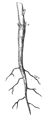 Fig. 11.—Tap root of the
Branching Larkspur.