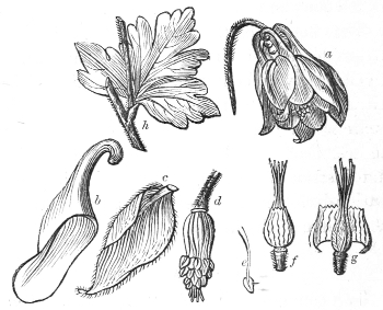 Fig. 12.—Flower and leaf of the Columbine.