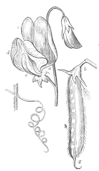 Fig. 13.—Flower, pod, and tendril, of
the Sweet-pea.