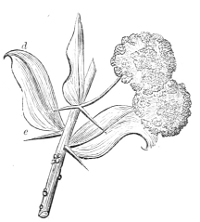 Fig. 15.—Flowers and sprig of
Acacia armata.