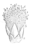 Fig. 16.—Flower
of Acacia magnified.