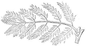 Fig. 17.—The Bi-pinnate leaf of an Acacia.
